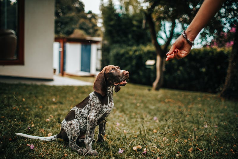 Owner giving dog a treat demonstrating progressive positive training