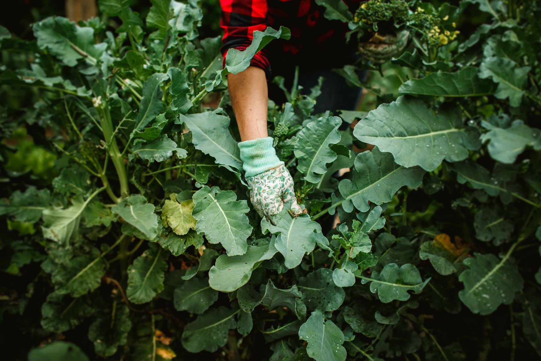 gardener harvesting broccoli side shoots with knife UK