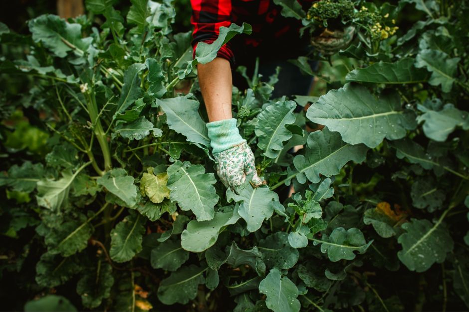 When to Harvest Arugula for Tender Leaves and No Bitterness