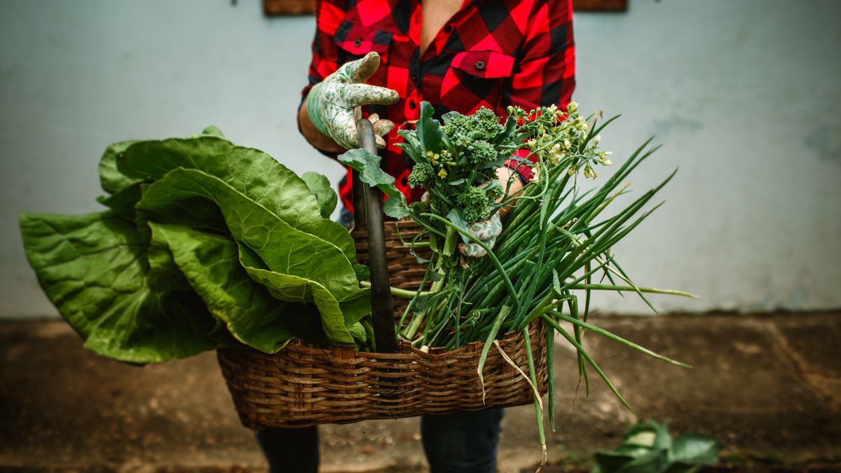 Les meilleures variétés de légumes dhiver à cultiver en Maine-et-Loire - illustration