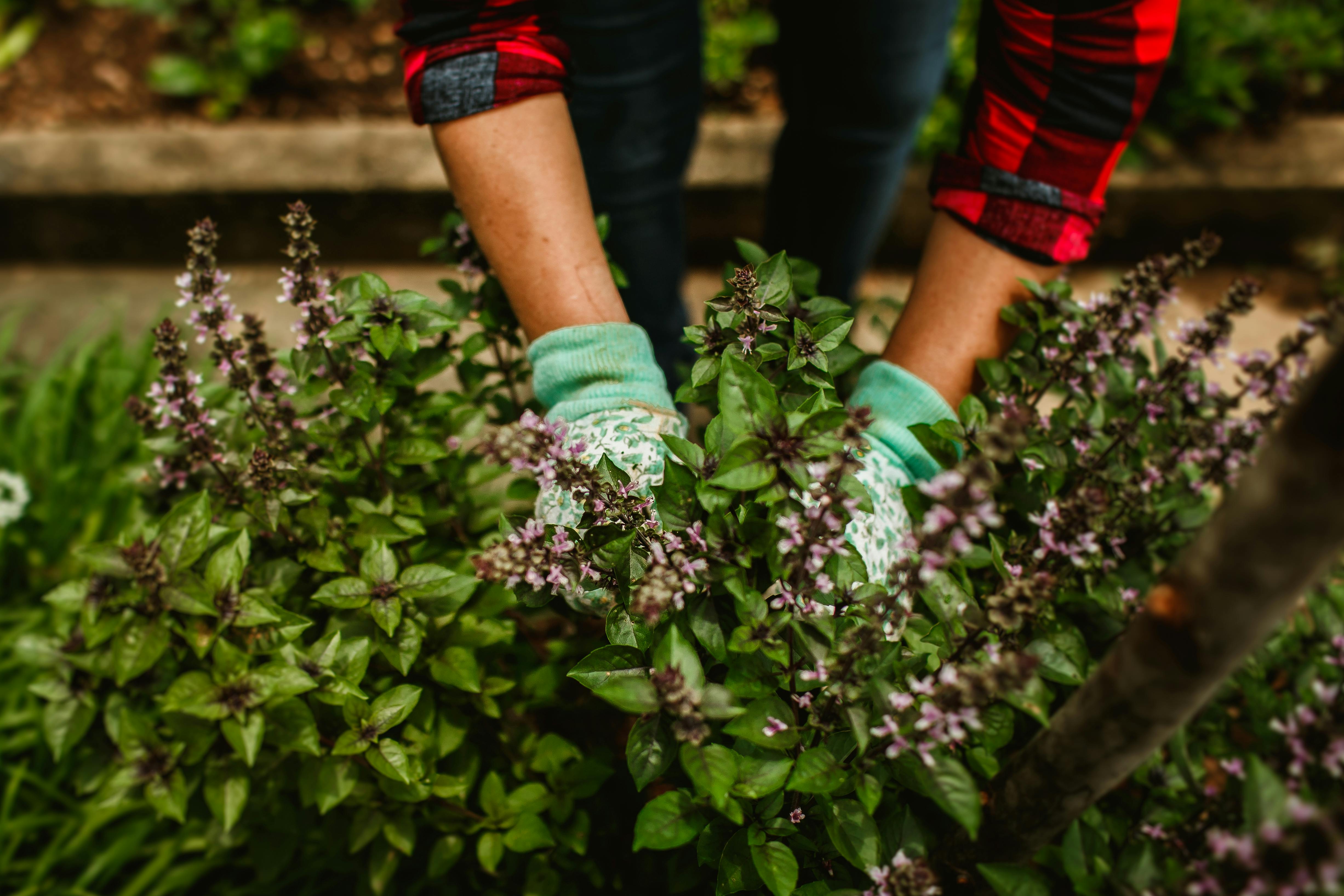 gardening meaning — Photo by Helena Lopes on Pexels