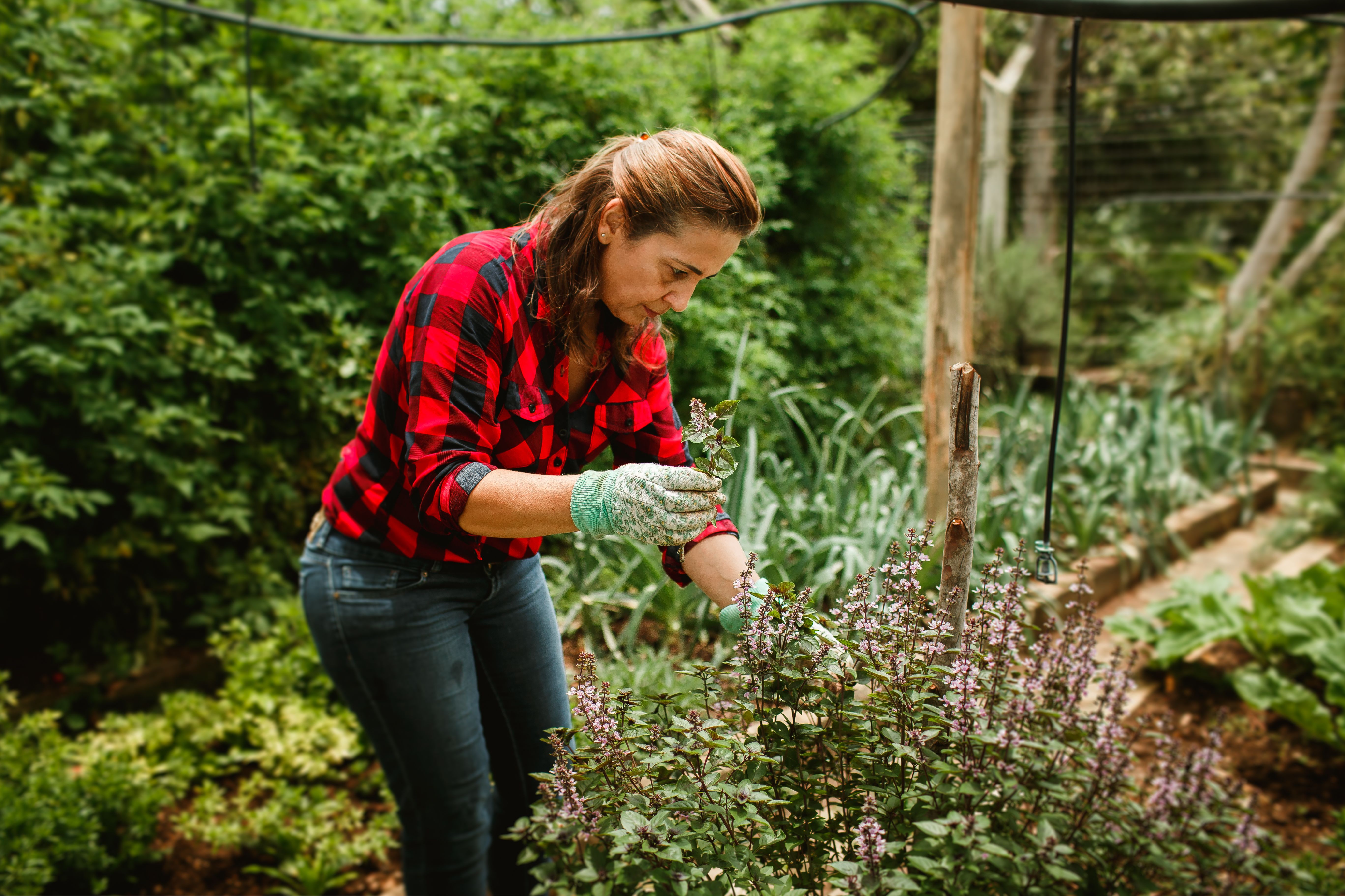 Mulher cuidando de plantas em um jardim exuberante, desfrutando de momentos de lazer ao ar livre.