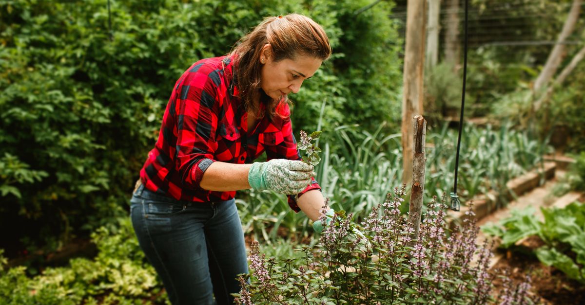 Mulher cuidando de plantas em um jardim exuberante, desfrutando de momentos de lazer ao ar livre.