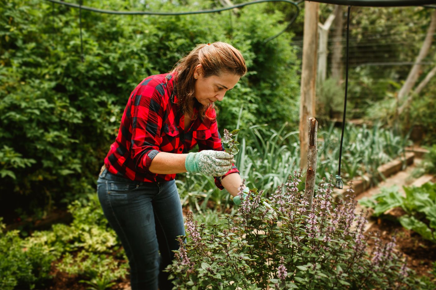 Profissional a cuidar de plantas num jardim verde