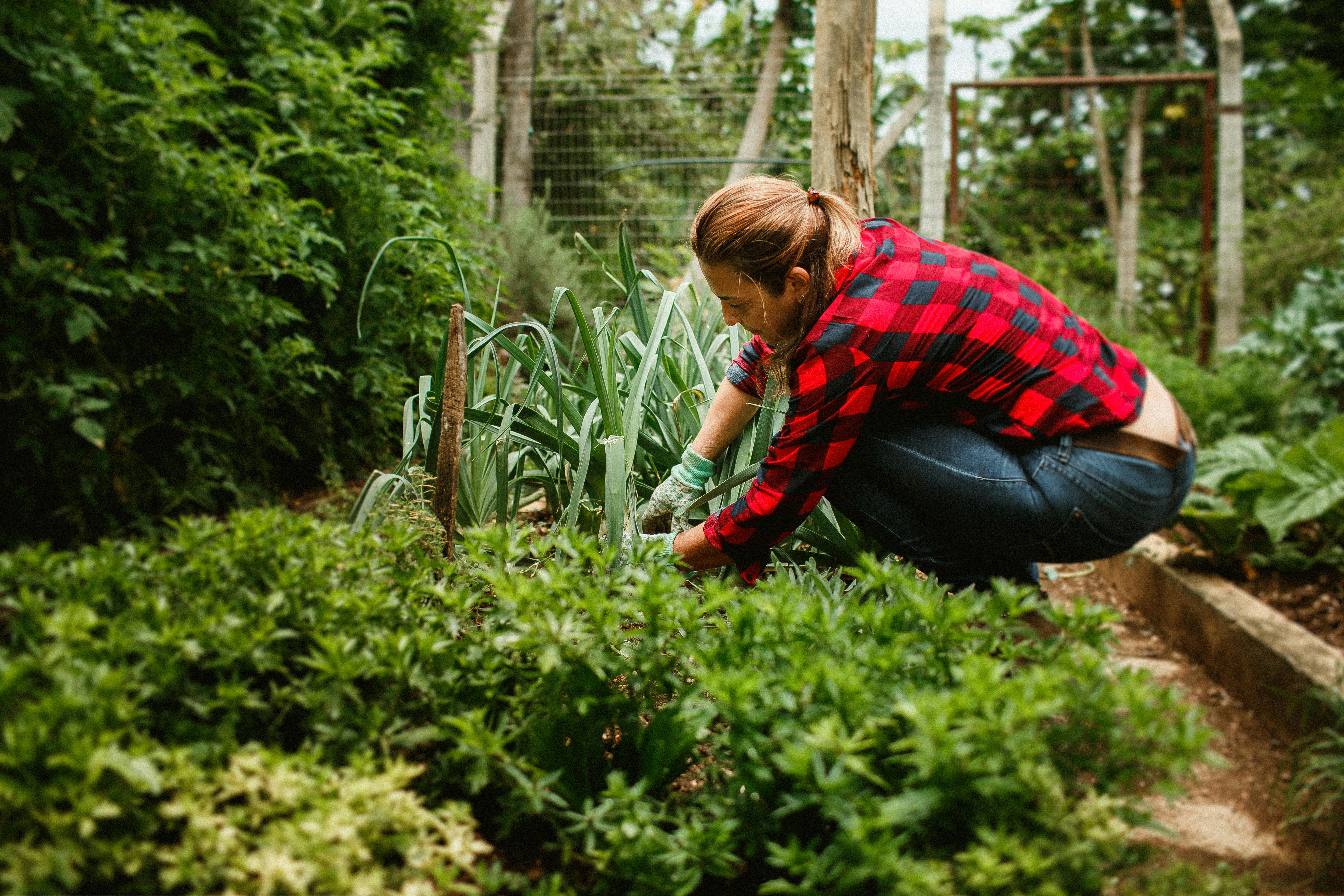 A woman in a plaid shirt is gardening in the garden