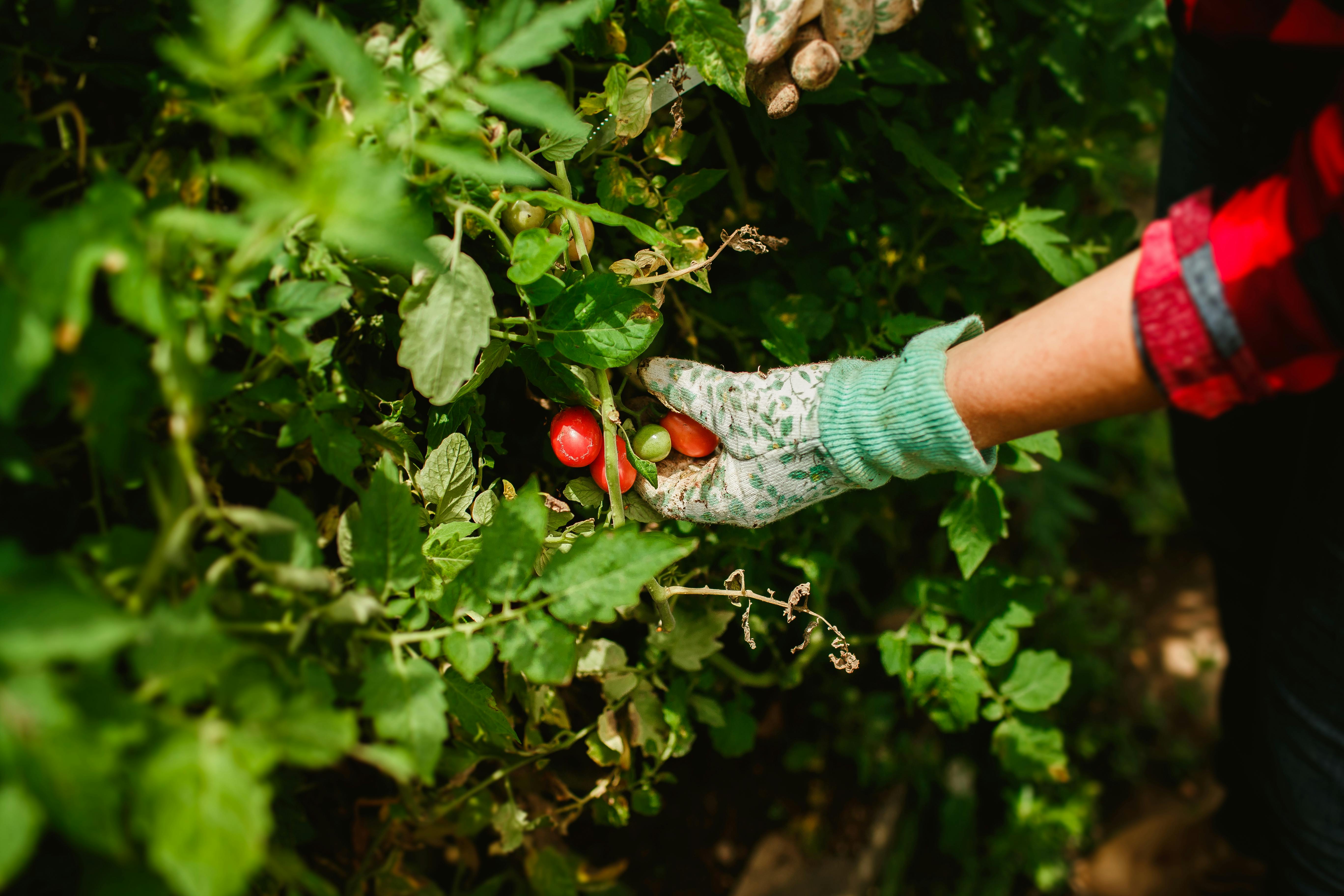 Rotten Tomatoes Awards: Best Movies &amp; TV Winners 2025 — Photo by Helena Lopes on Pexels