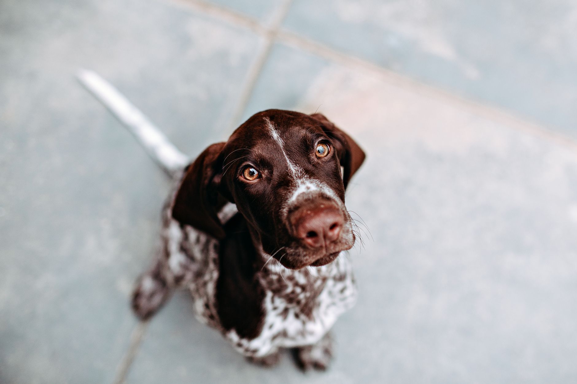 A cute German Shorthaired Pointer puppy sitting and looking up with a curious expression on a tiled floor.