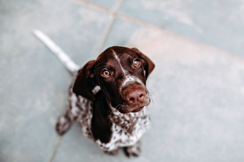 Free A cute German Shorthaired Pointer puppy sitting and looking up with a curious expression on a tiled floor. Stock Photo