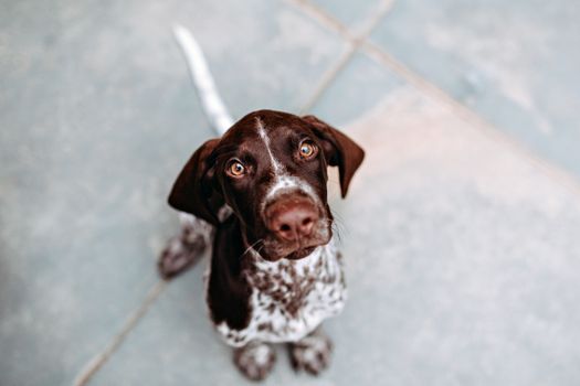 A brown and white dog sitting on the ground