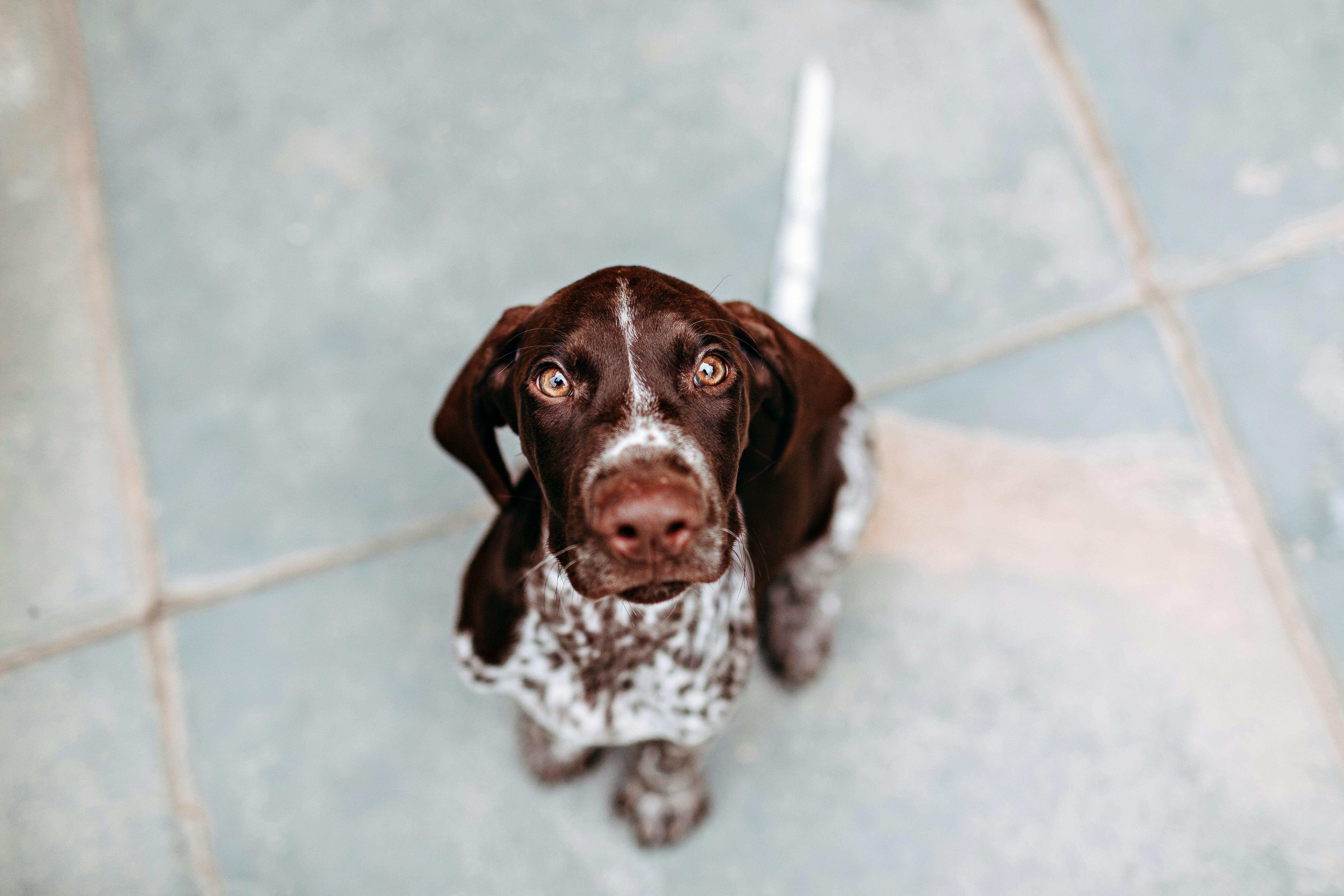 high angle view of dog