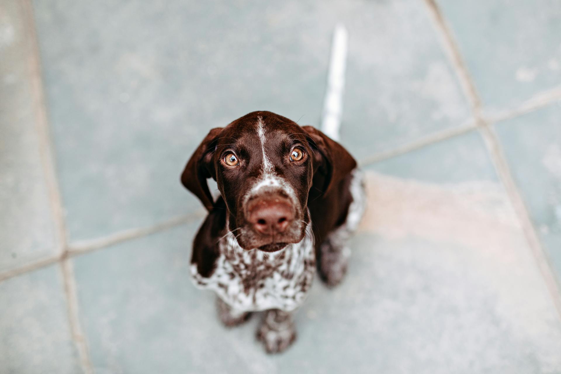 Högvinkelutsikt över hund