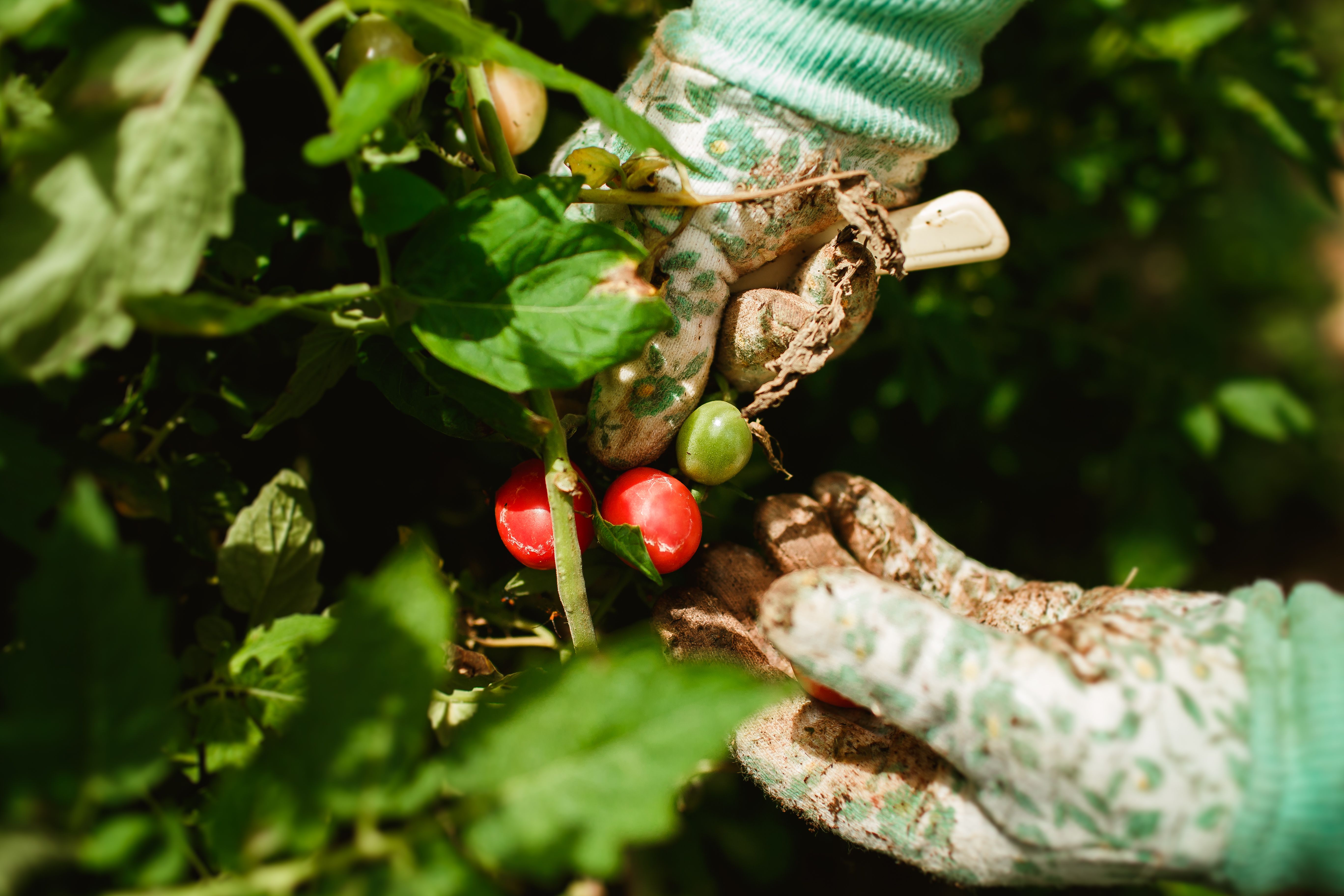 gardening how to — Photo by Helena Lopes on Pexels