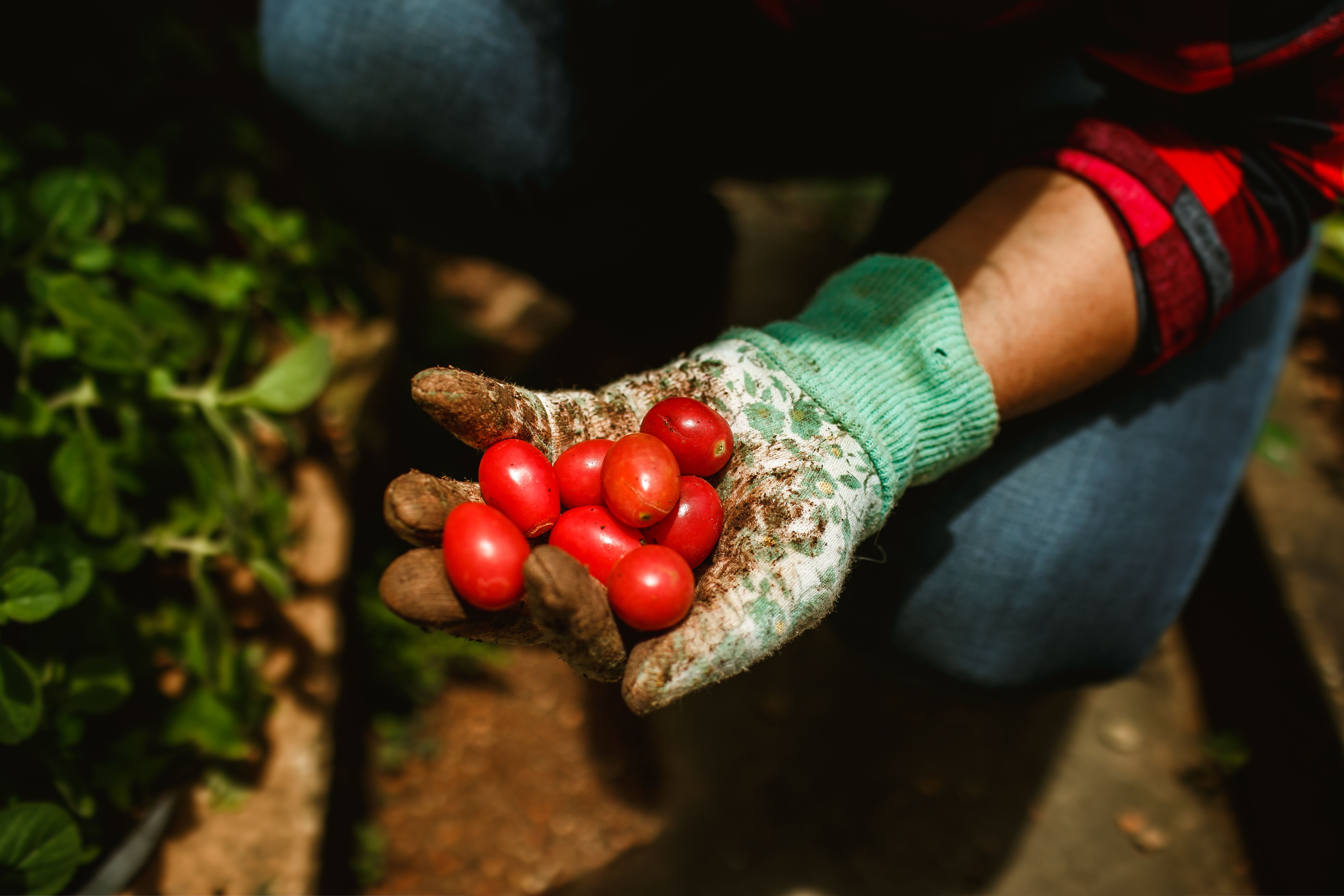 Tomatoes in Gardener Hand · Free Stock Photo