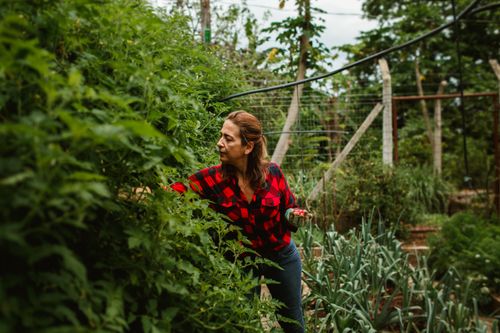 Free Woman gardening in a lush green garden during summer, tending to plants. Stock Photo