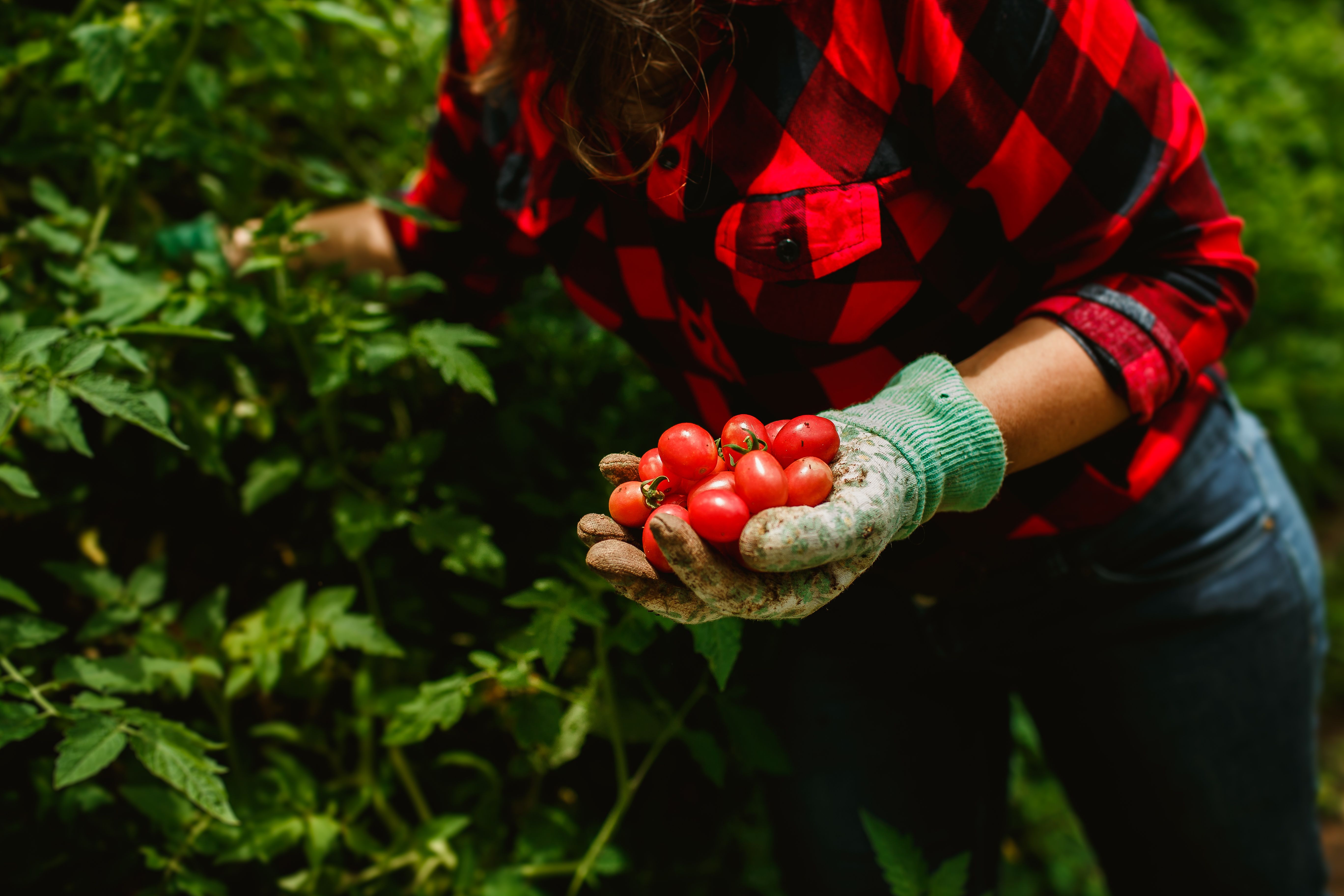 Ripe seasonal tomatoes grown locally in the Snowy Mountains region