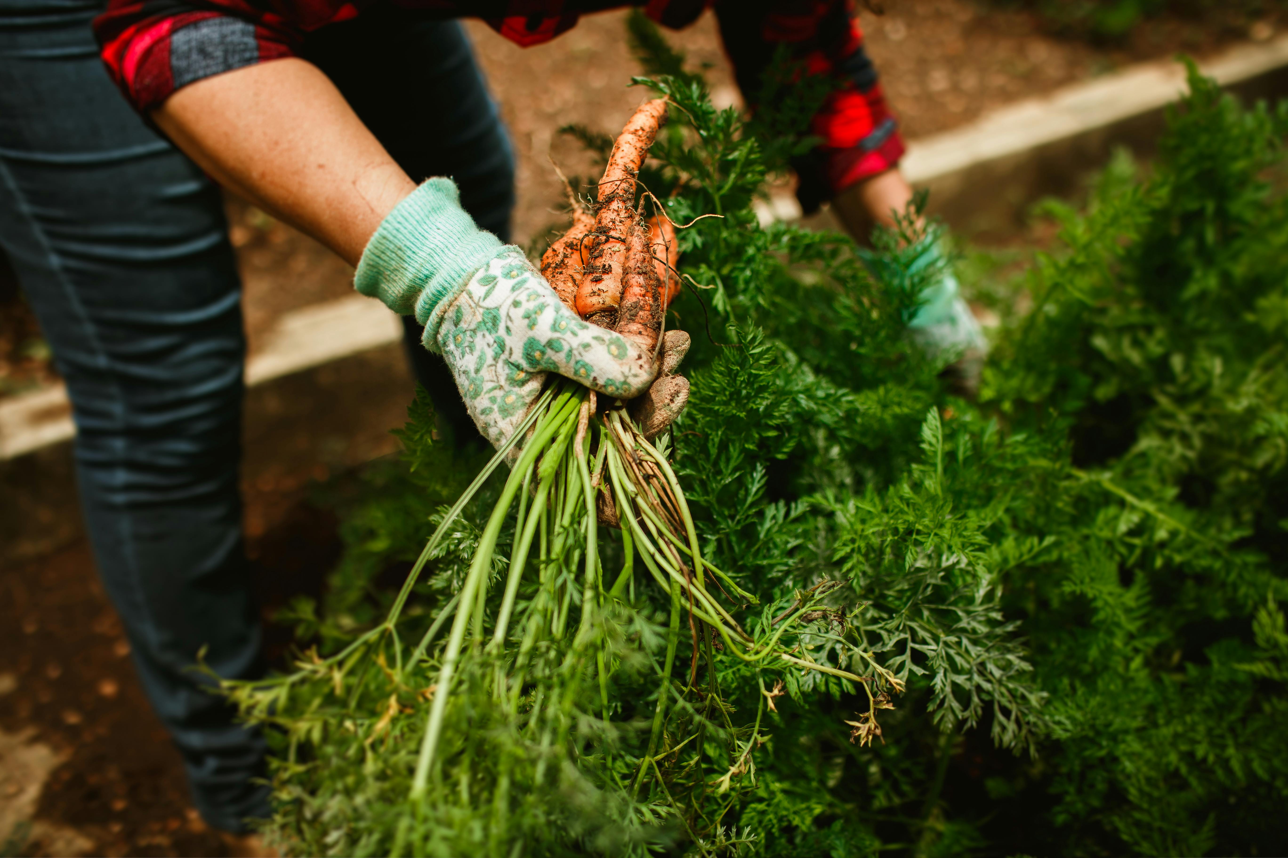 A person harvesting fresh carrots, depicting organic farming outdoors.