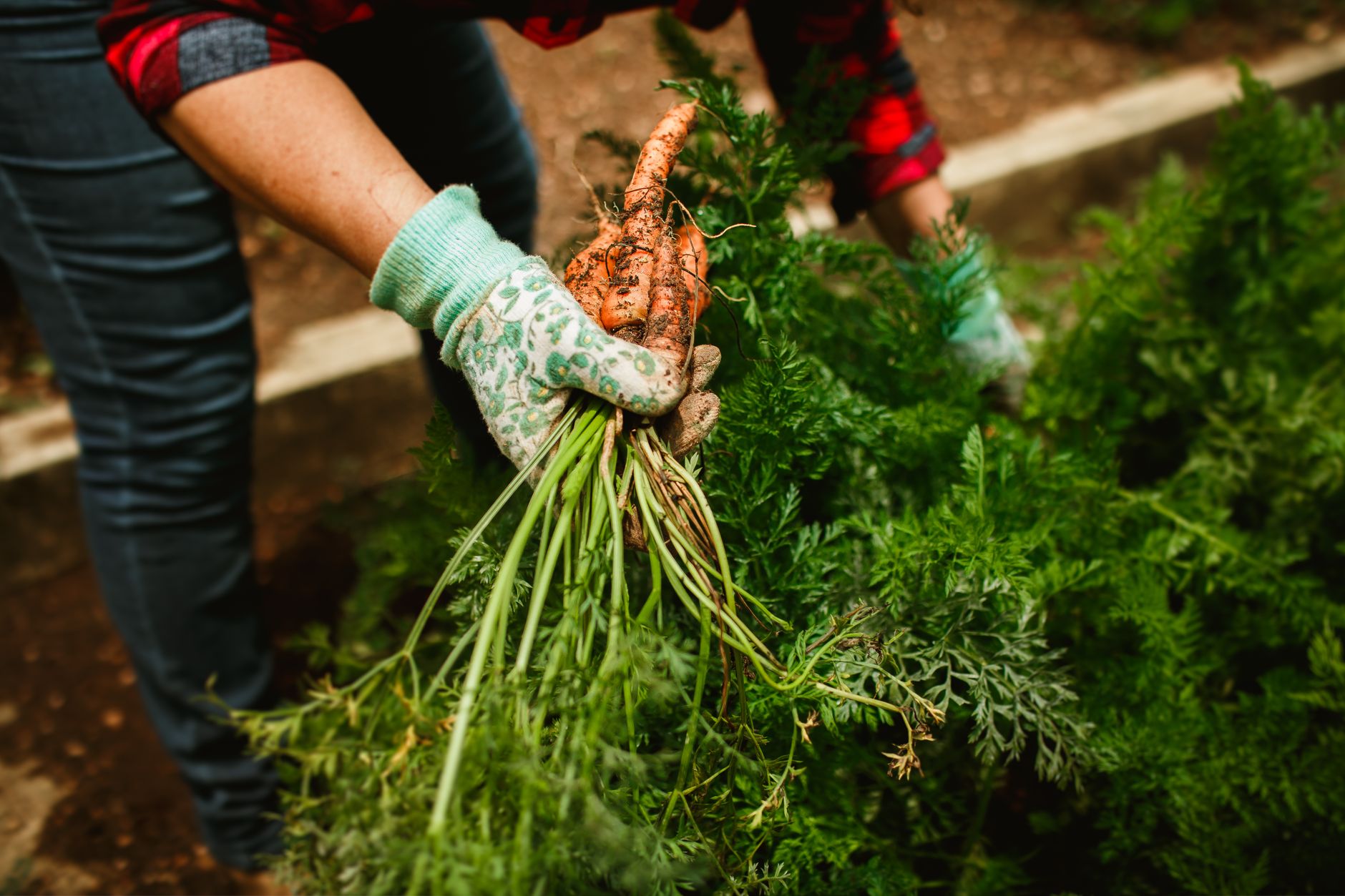 A gardener pulling a long, straight carrot from a raised bed, showing the root and leafy top