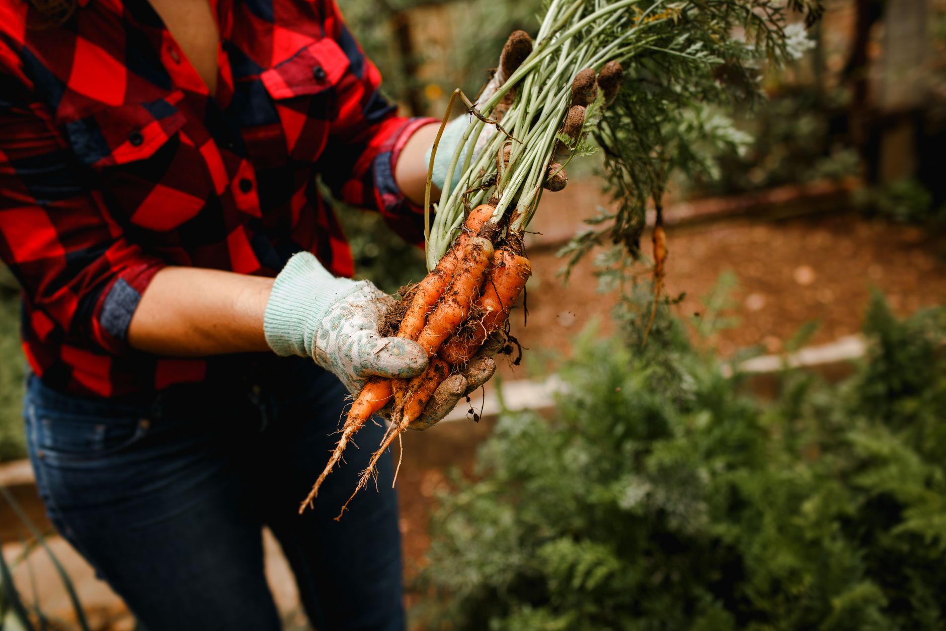 person batch harvesting carrots from a raised bed in a UK garden