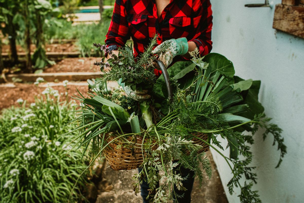 Community Seed Banks: Preserving Local Varieties — Green Revolution Farmers