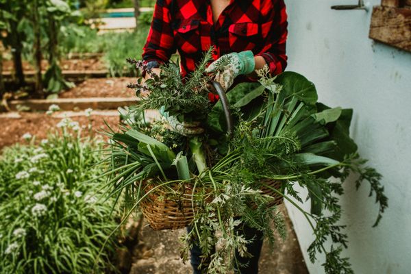 A grower gathering fresh herbs into a basket in a kitchen garden. Photo by Helena Lopes on Pexels.