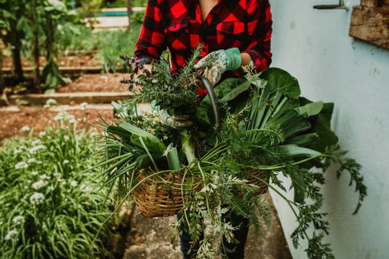Woman collecting fresh herbs in basket outdoors