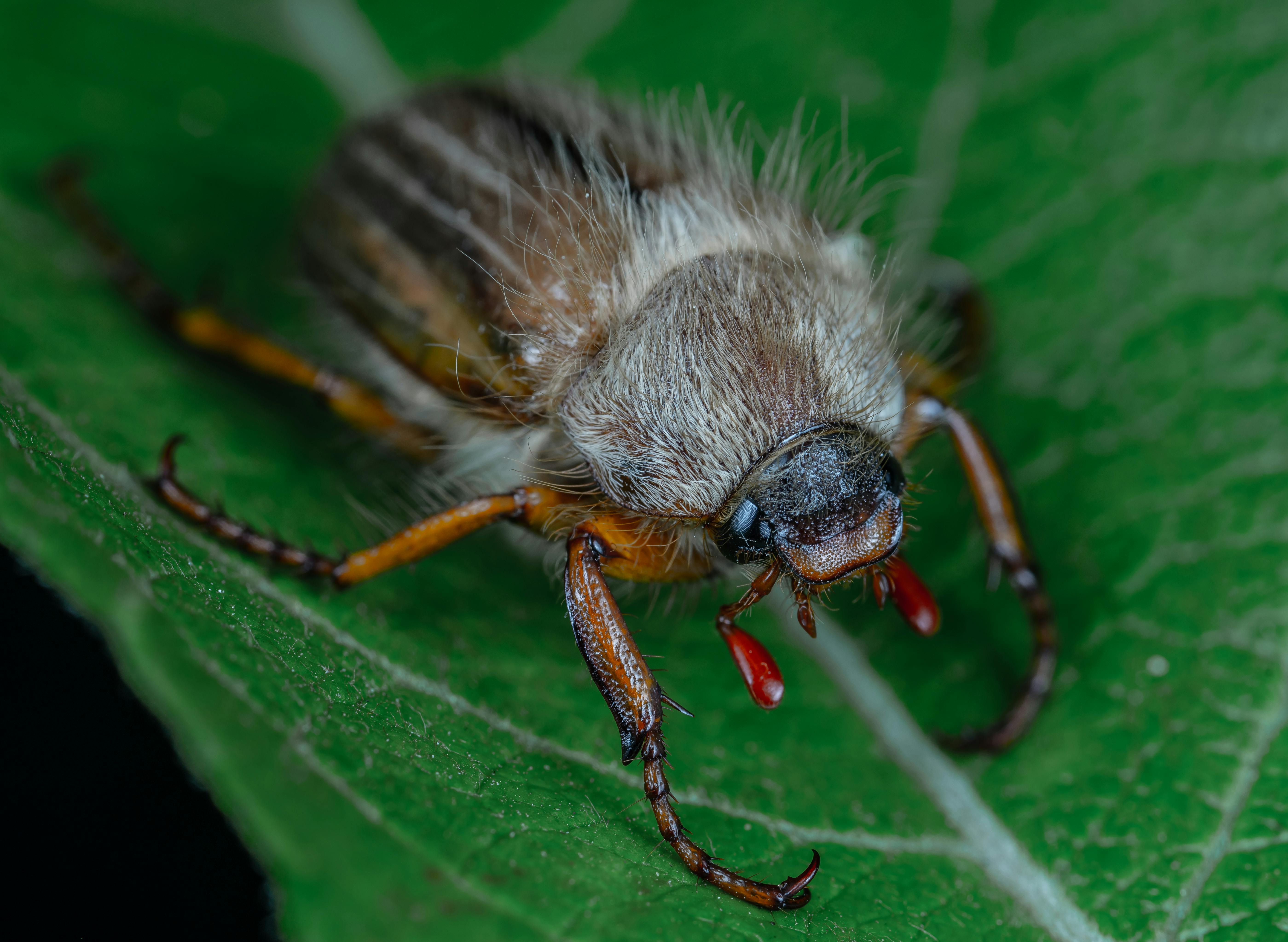Is your bug spray pet-safe? Here’s how to keep your home bug-free and your pets healthy — Photo by Egor Kamelev on Pexels