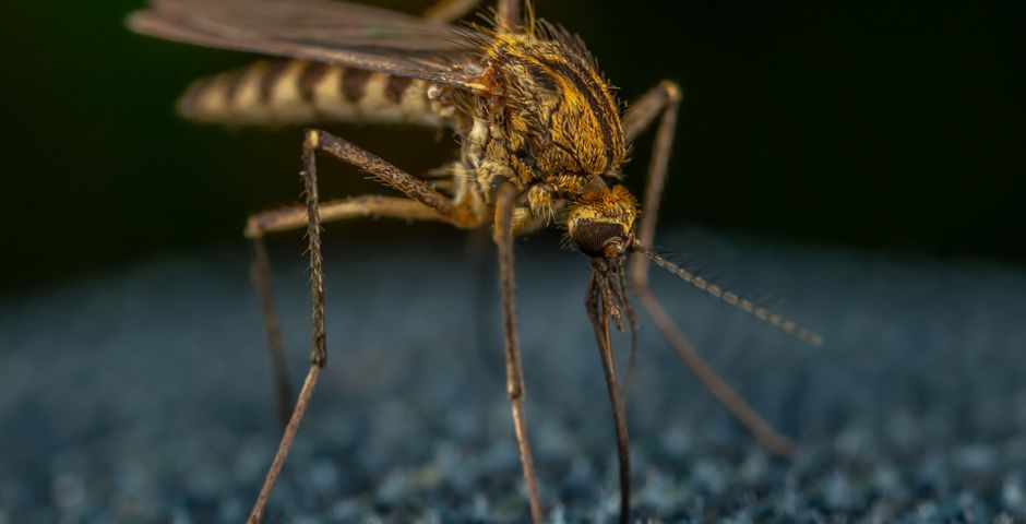 Macro photograph of a mosquito — Aedes breeding in the school compound is a dengue risk
