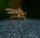 mosquito