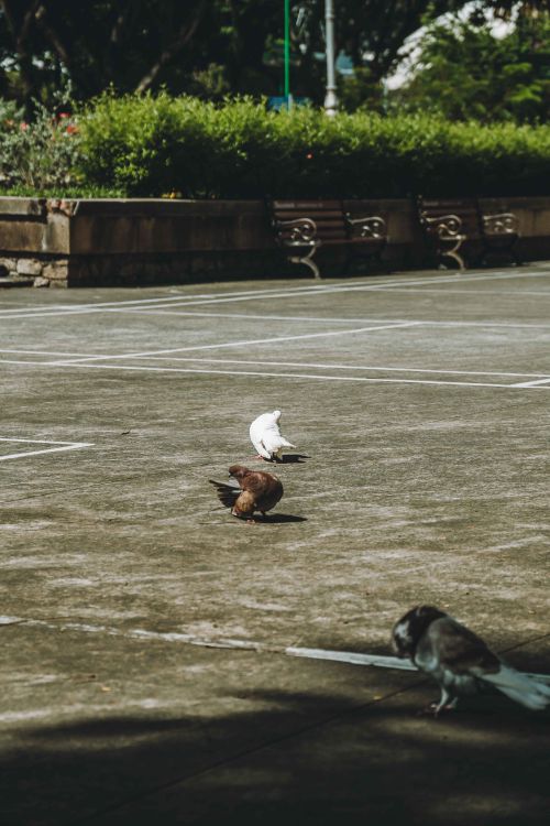 Free Pigeons gather on a sunlit concrete surface in a tranquil park setting of Ho Chi Minh City. Stock Photo