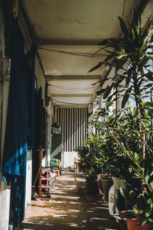 Free A serene corridor in Ho Chi Minh City illuminated by natural sunlight along with lush potted plants. Stock Photo