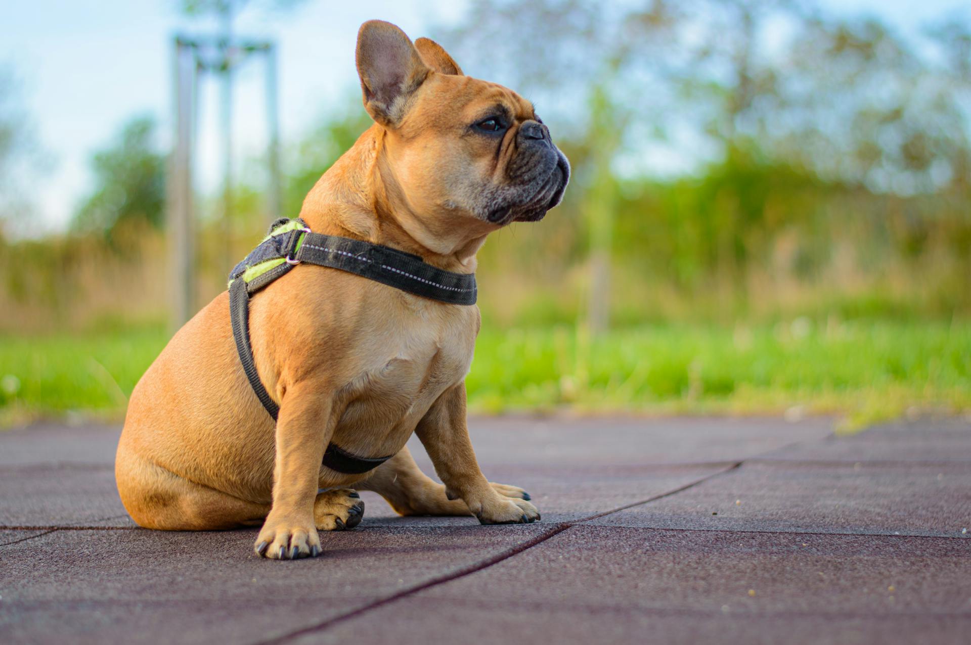 A french bulldog sitting on the ground with a leash