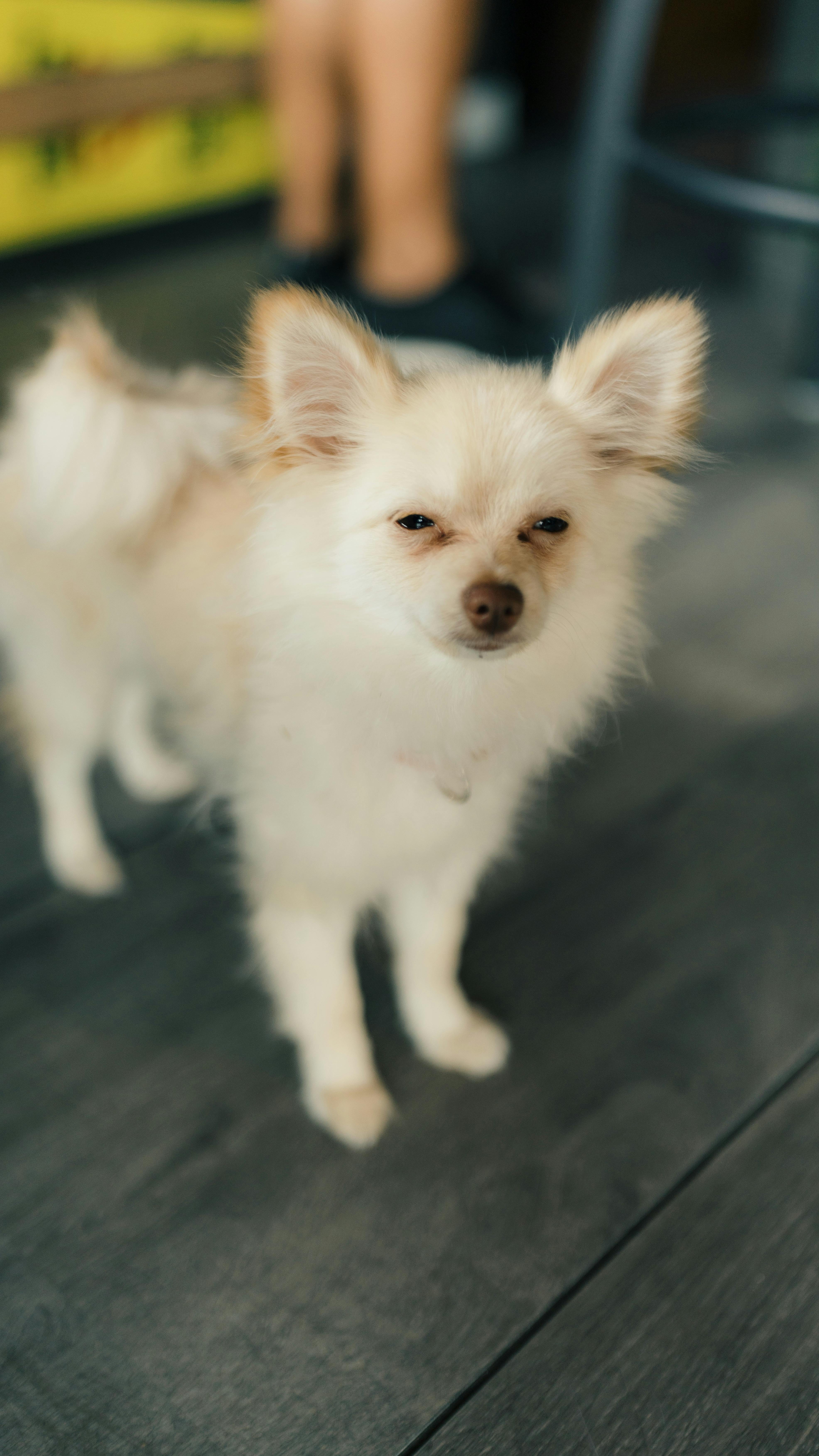 pomsky dog on floor