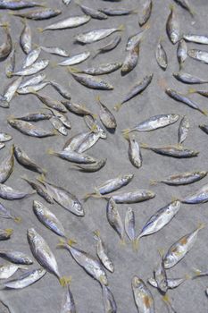 Tuyo (Dried Salted Fish)