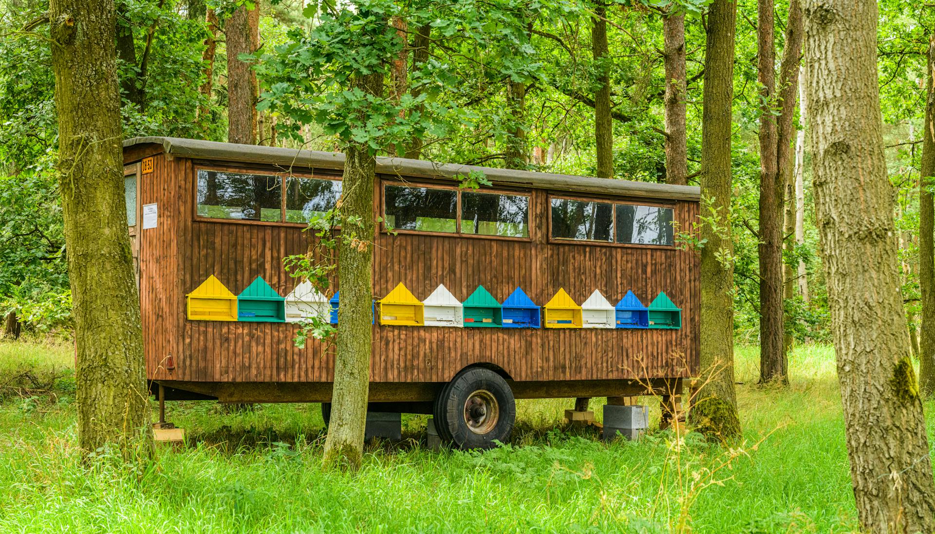 Colorful beehives in a rustic trailer surrounded by lush greenery in a forest landscape.