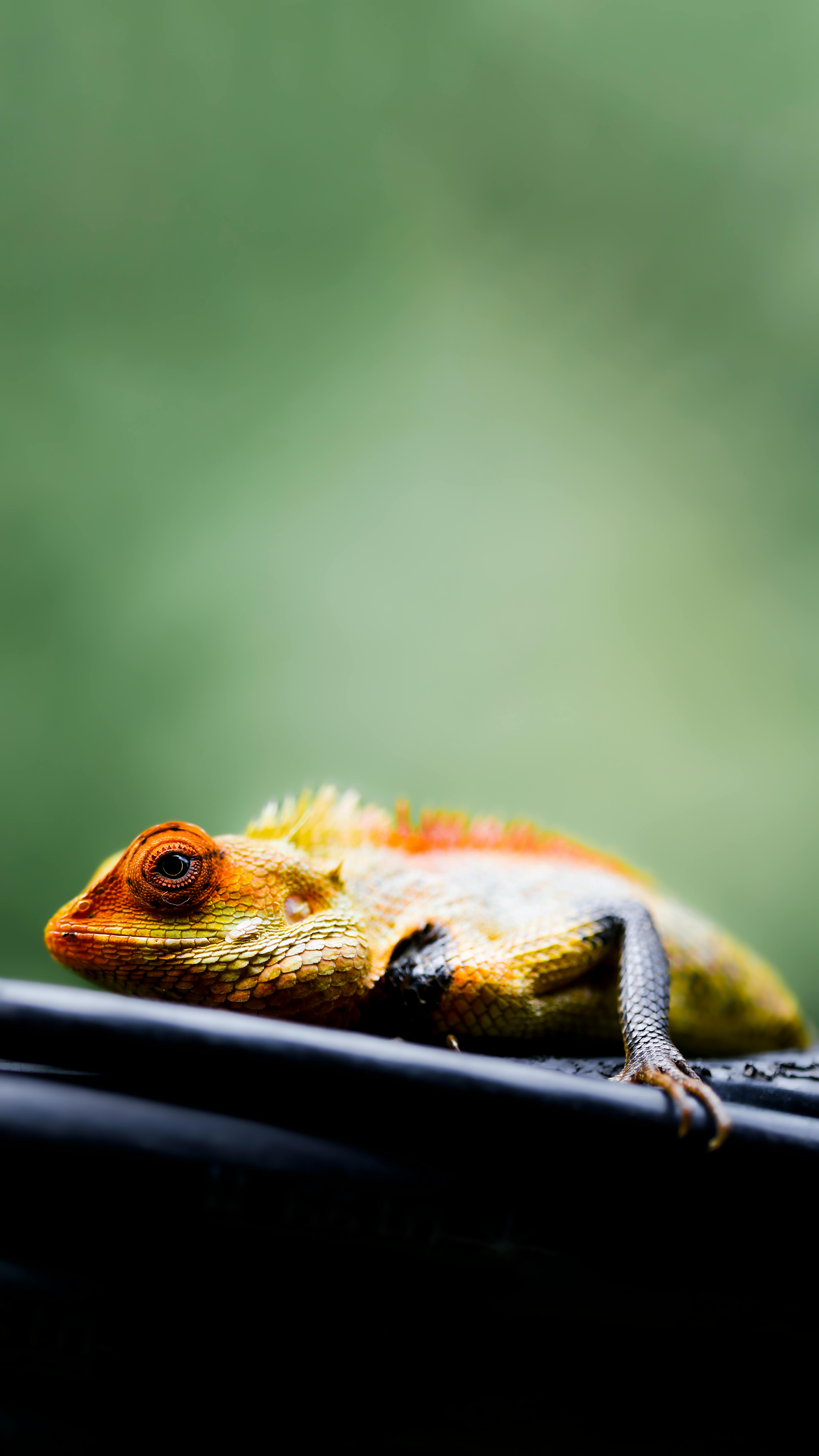 How Animal Defense League Of Texas Combats Illegal Wildlife Trade and Poaching