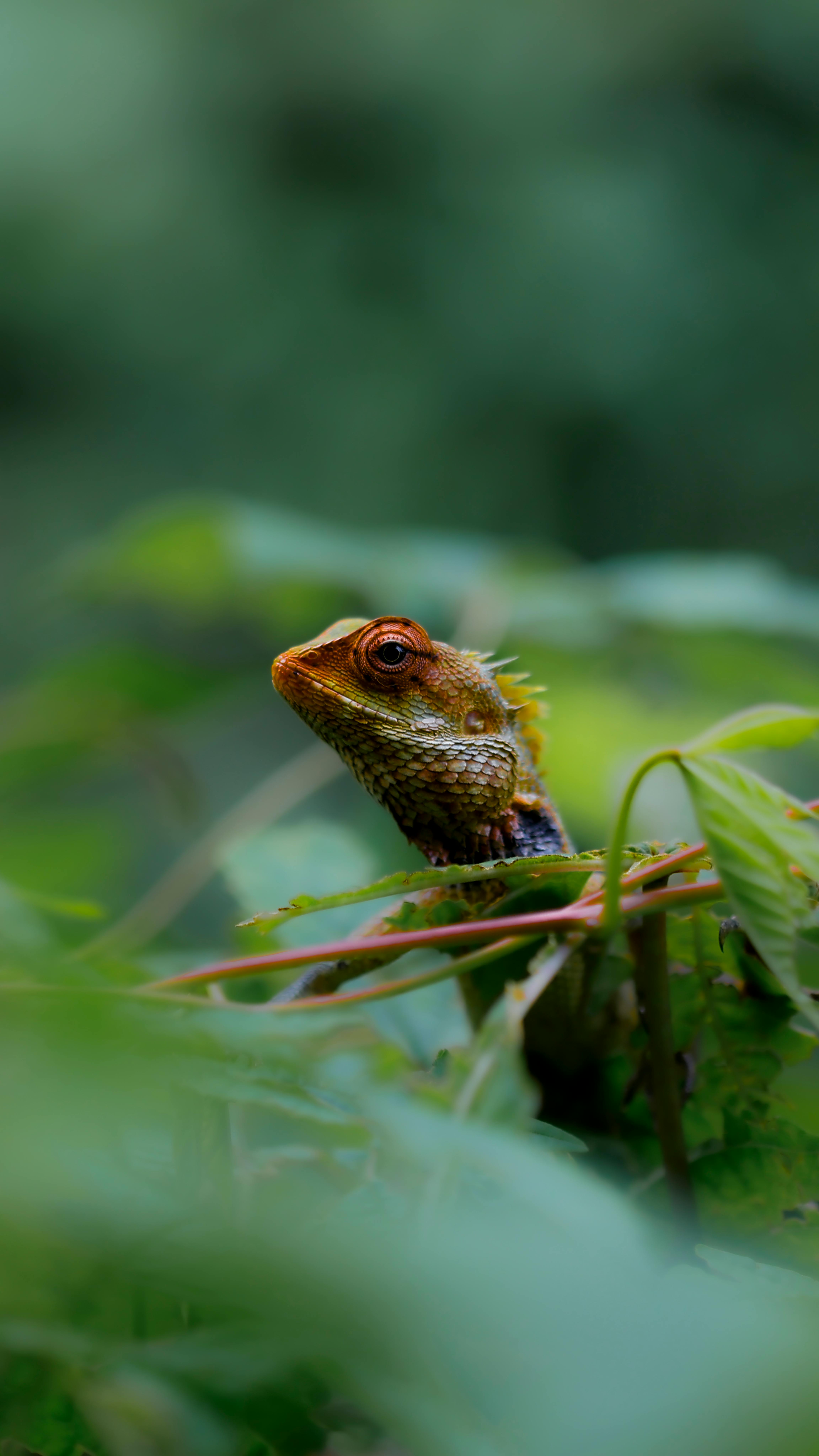 A vibrant lizard perched among green leaves, showcasing its striking colors in a natural setting.