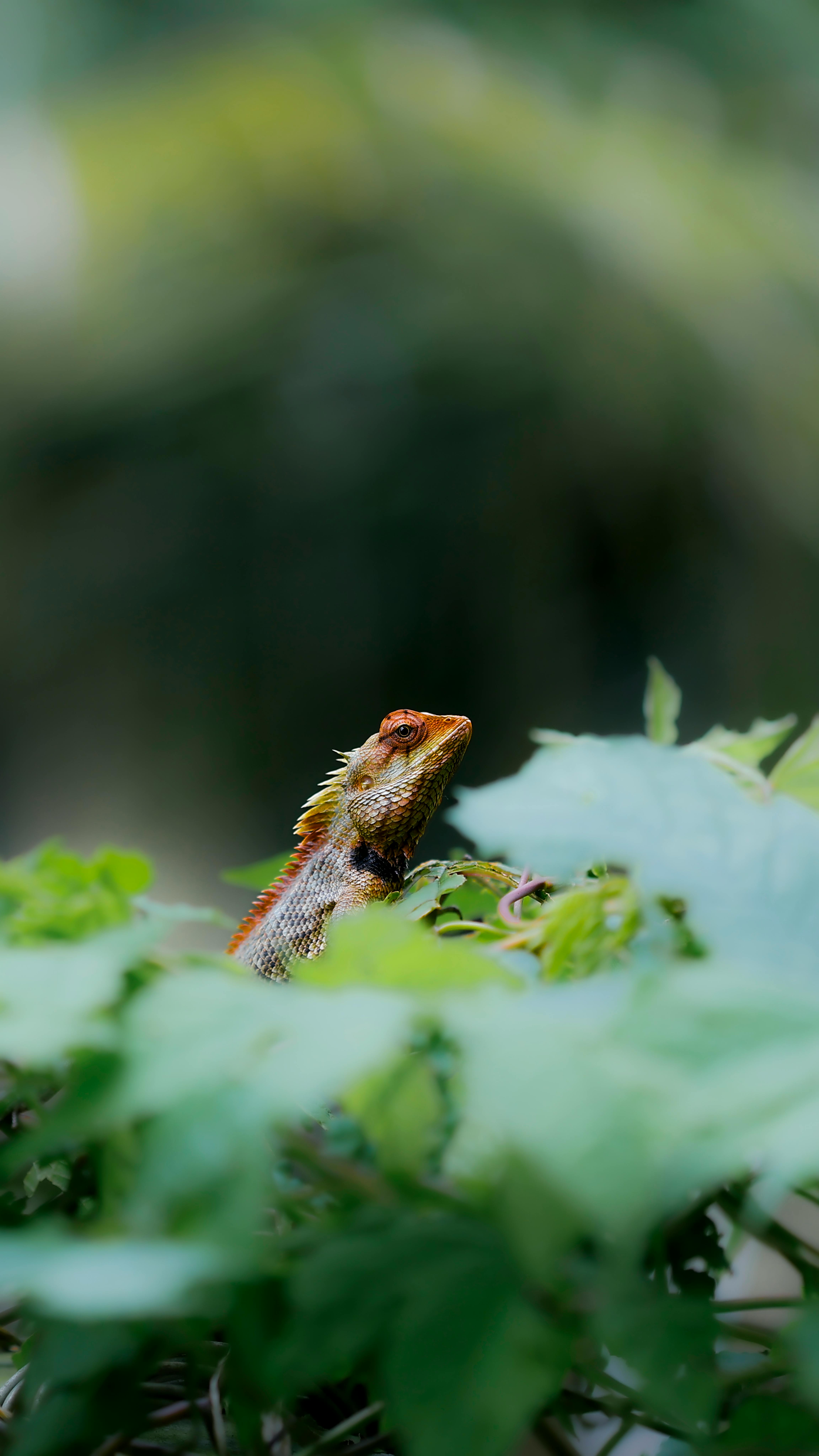 A vibrant lizard camouflages in lush greenery. Perfect for wildlife enthusiasts.