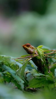 gecko photo