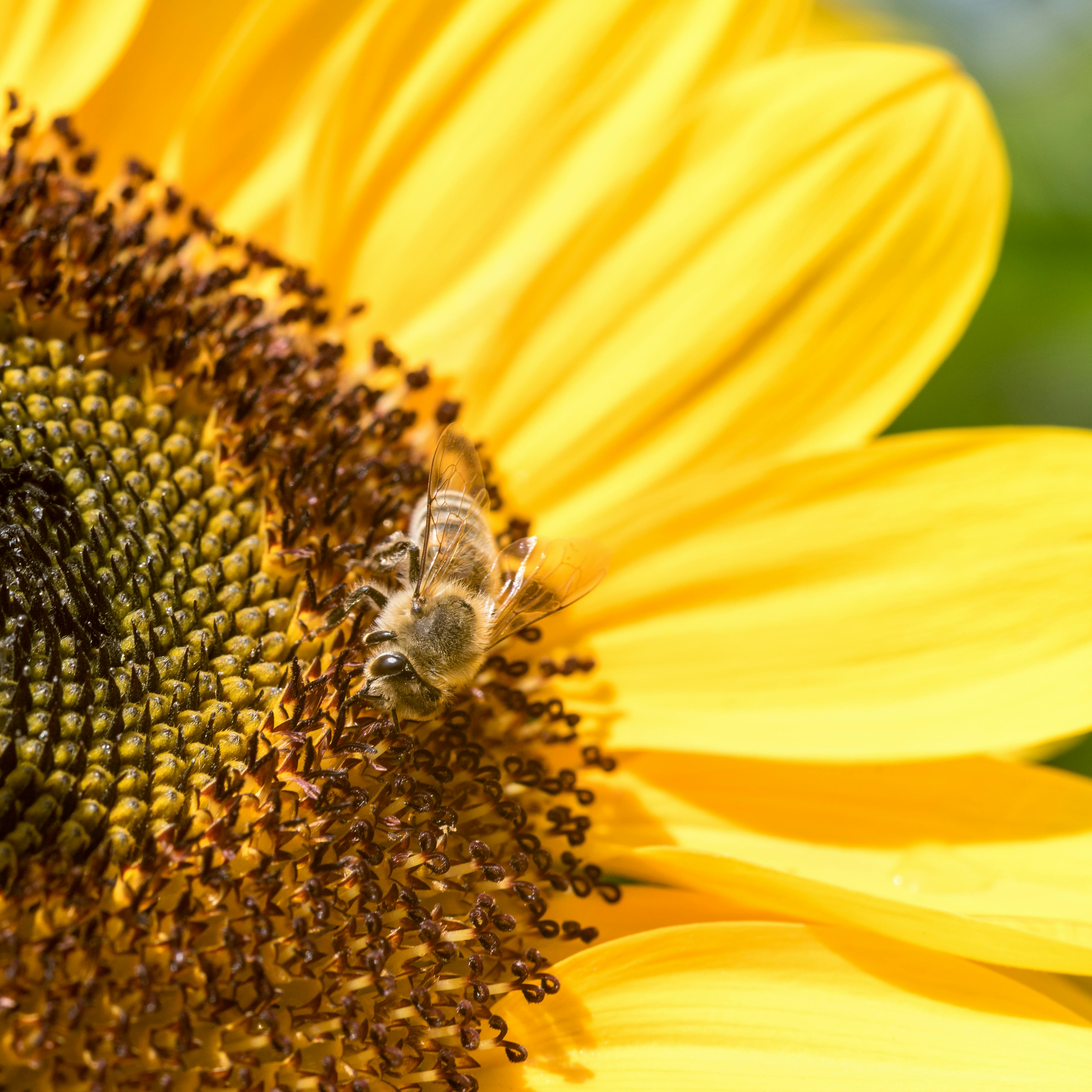 SONNENBLUME WIKIPEDIA visual data 4