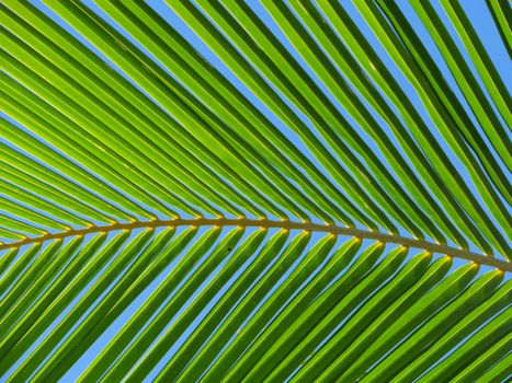 Close-up view of a sunny tropical palm leaf with a blue sky background.