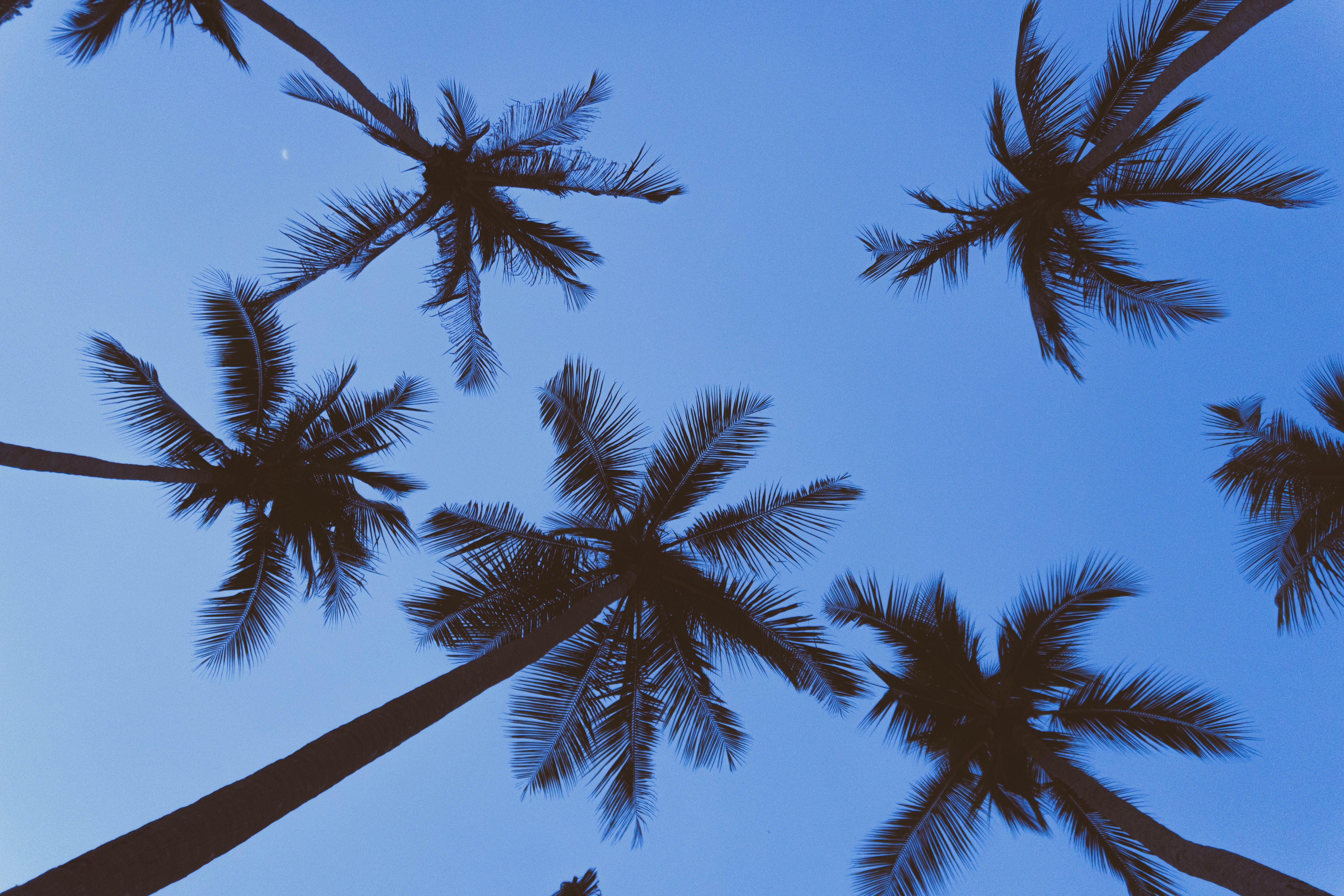 Low Angle Shot of Palm Trees against a Clear, Blue Sky · Free Stock Photo