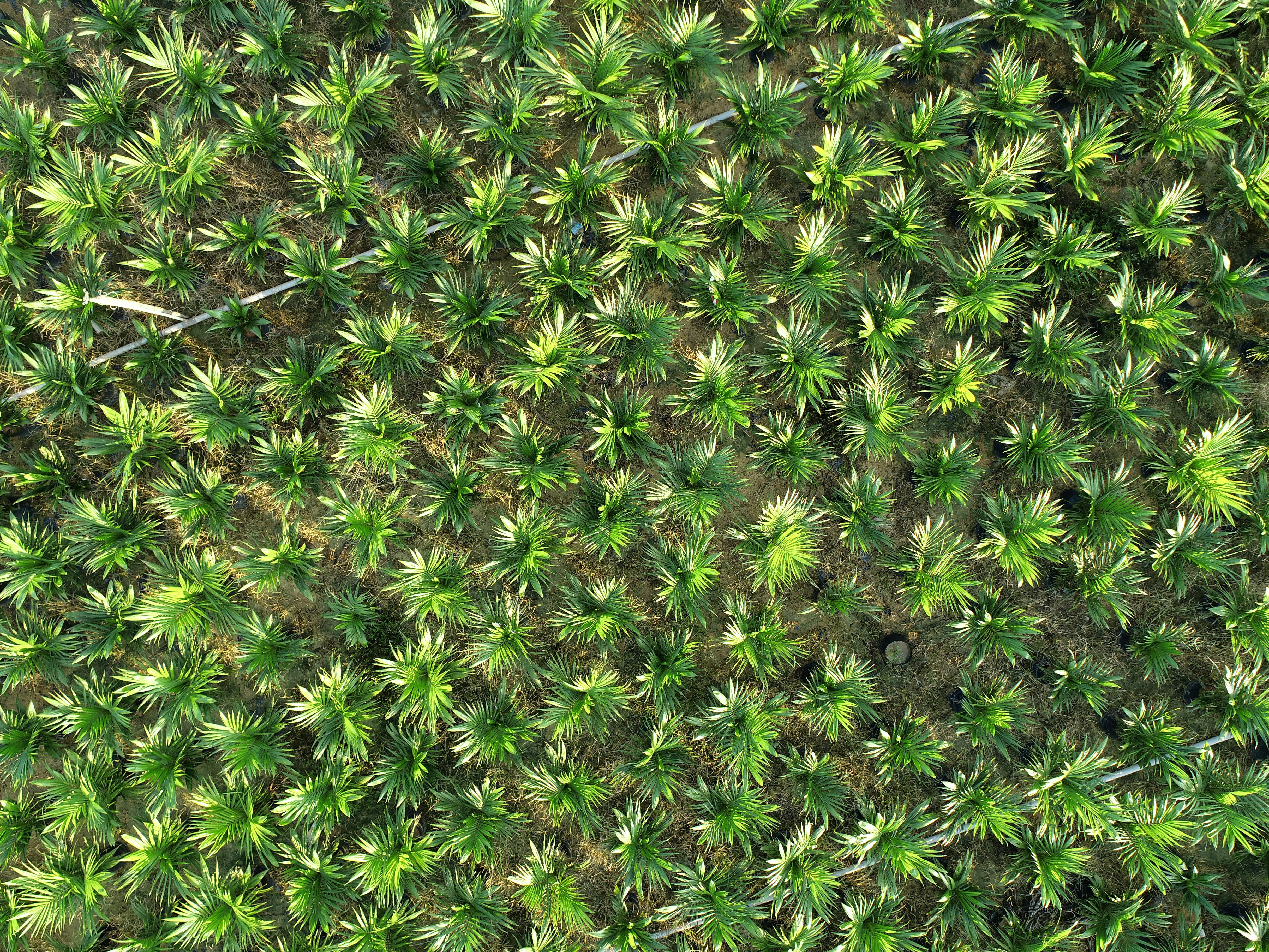 Impact of the US Oil Embargo