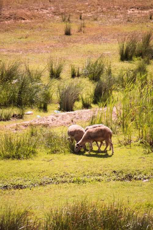 Free Two sheep grazing in a sunlit, grassy field with tall reeds. Stock Photo