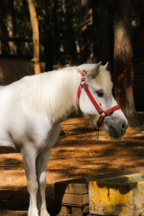 Free A white horse standing in a sunny forest setting wearing a red bridle. Stock Photo