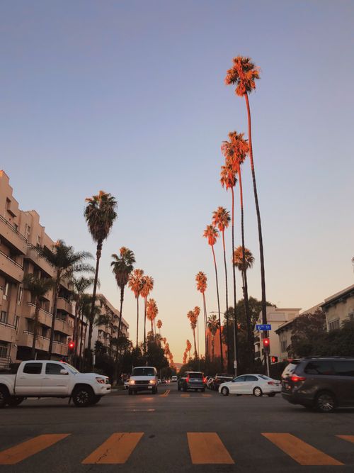 Free Palm-lined street at sunset with traffic and buildings, capturing urban tranquility. Stock Photo