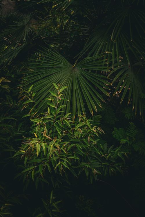Free A vibrant display of overlapping tropical leaves in a sunlit garden, showcasing texture and greenery. Stock Photo
