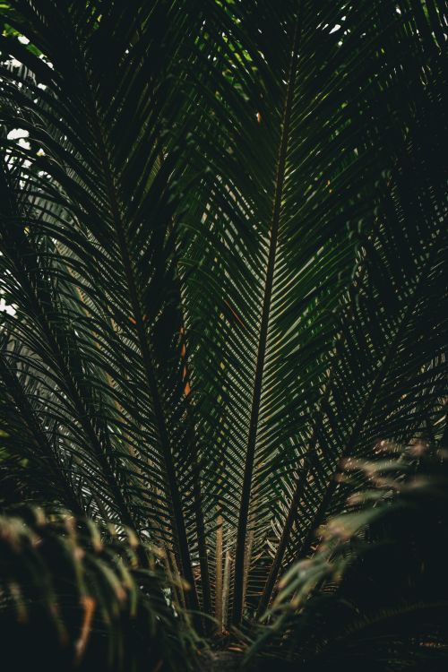 Free Vibrant tropical palm frond with sunlight, highlighting patterns and textures. Stock Photo