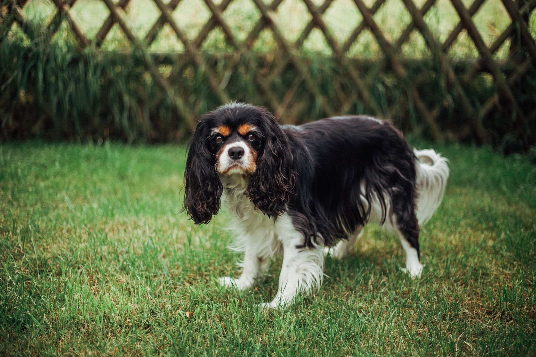 3. The Cavalier King Charles Spaniel: The Gentle Lapdog