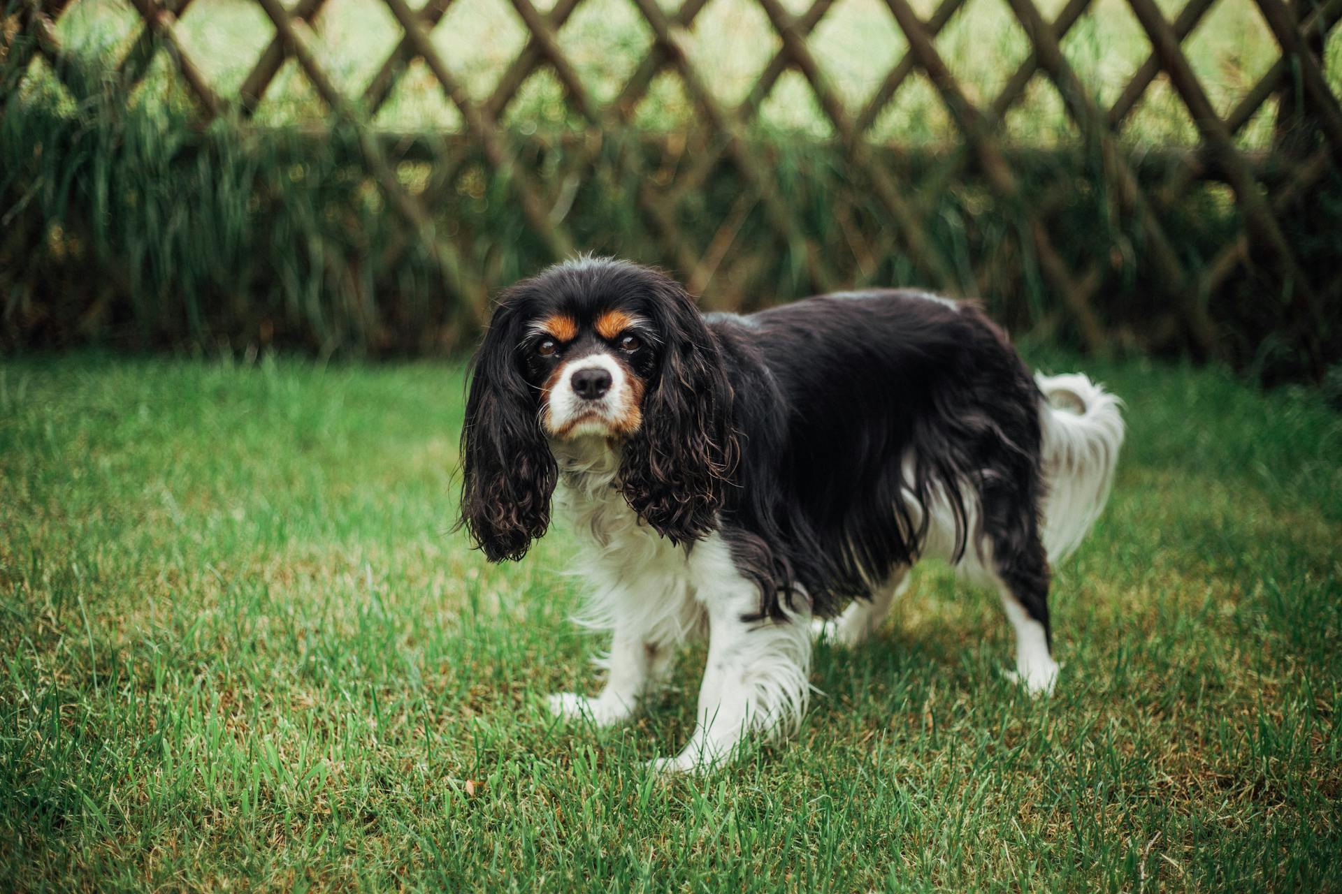 Le cavalier King Charles Spaniel dans un champ herbeux