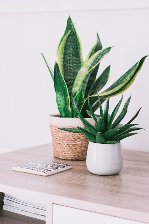 Free Snake Plant In A Pot Stock Photo